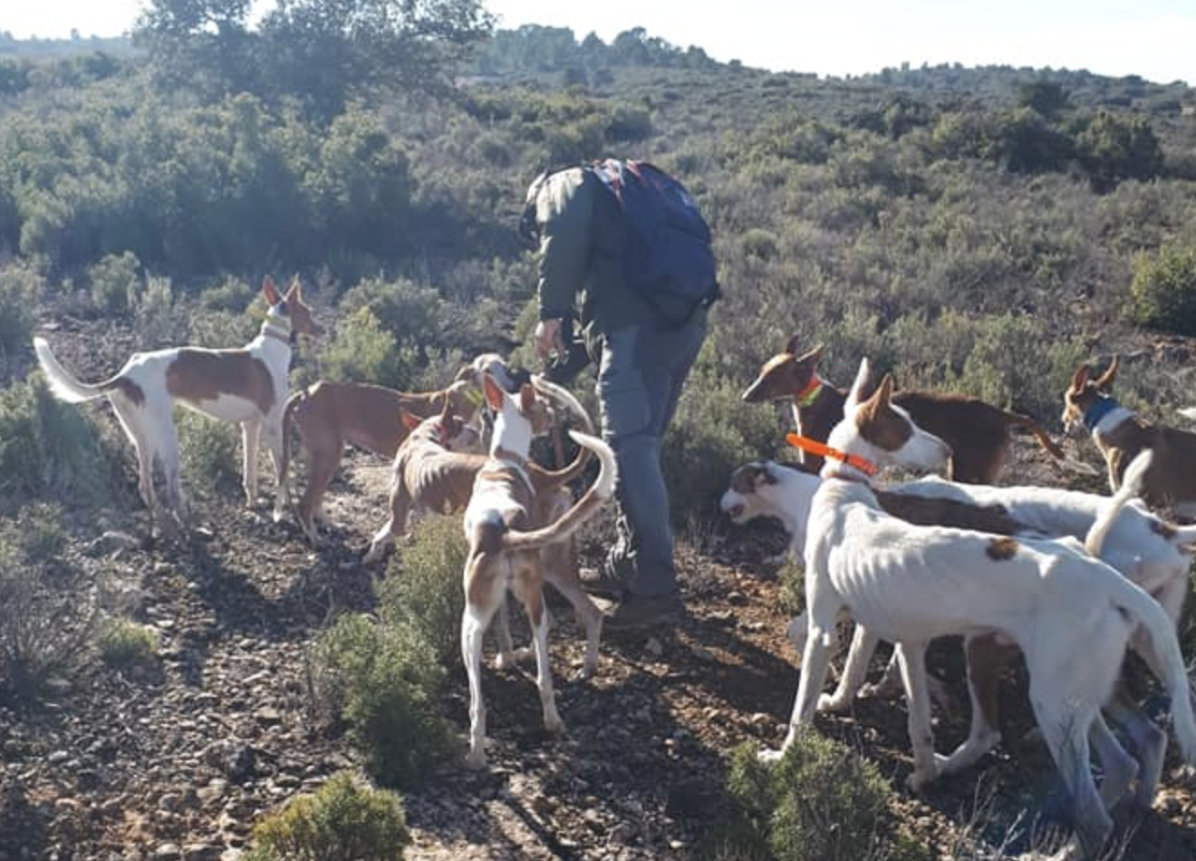 El Consell comença a treballar per declarar Bé d’Interès Cultural les modalitats de caça tradicional